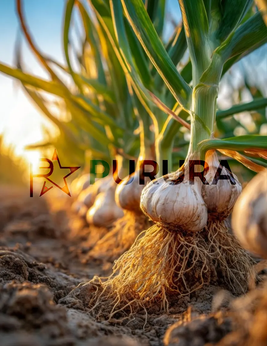 Dried Garlic – Low Moisture, High Alliin Content