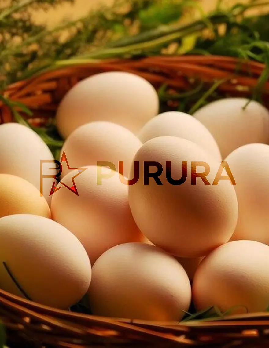 Trusted Egg Supply for Businesses & Retailers
